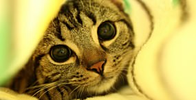 猫の壁紙#36サムネイル