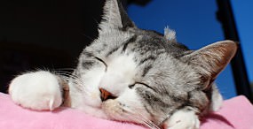 猫の壁紙#38サムネイル