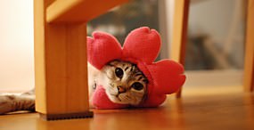 猫の壁紙#39サムネイル