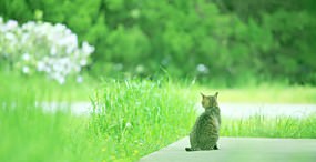猫の壁紙#40サムネイル