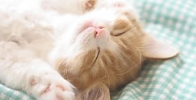 猫の壁紙#41サムネイル