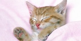 猫の壁紙#44サムネイル