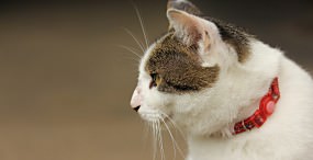 猫の壁紙#45サムネイル