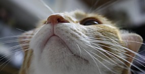 猫の壁紙#46サムネイル