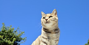 猫の壁紙#47サムネイル