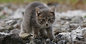 猫の壁紙#48サムネイル