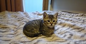 猫の壁紙#49サムネイル