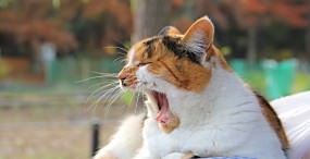 猫の壁紙#50サムネイル