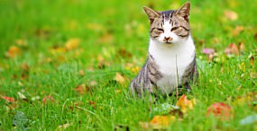猫の壁紙#51サムネイル