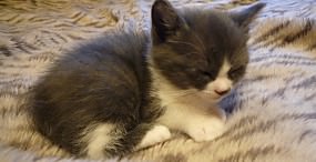 猫の壁紙#52サムネイル