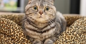 猫の壁紙#53サムネイル