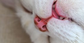 猫の壁紙#54サムネイル