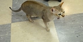 猫の壁紙#55サムネイル