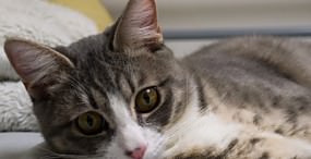 猫の壁紙#56サムネイル