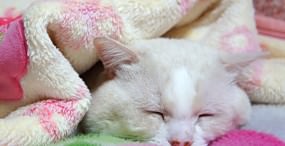 猫の壁紙#57サムネイル