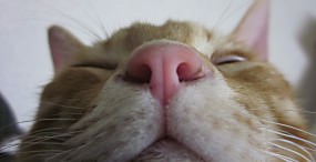 猫の壁紙#58サムネイル