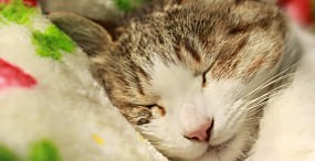 猫の壁紙#59サムネイル