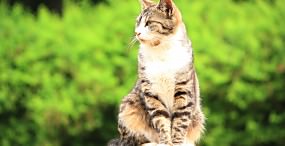 猫の壁紙#60サムネイル