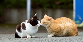 猫の壁紙#61サムネイル