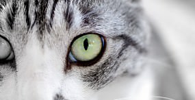 猫の壁紙#62サムネイル