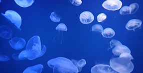 魚の壁紙#18サムネイル