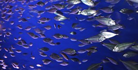 魚の壁紙#22サムネイル