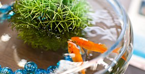 魚の壁紙#24サムネイル