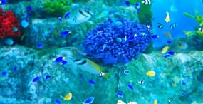 魚の壁紙#25サムネイル