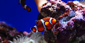 魚の壁紙#26サムネイル