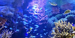魚の壁紙#29サムネイル