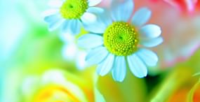 花の壁紙#23サムネイル