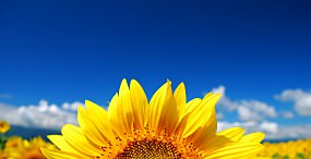 花の壁紙#26サムネイル