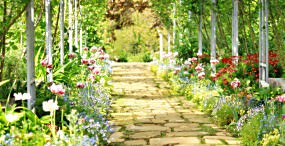 花の壁紙#28サムネイル