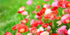 花の壁紙#29サムネイル