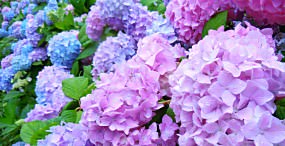 花の壁紙#30サムネイル