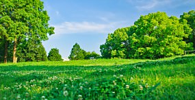 植物・葉の壁紙#12サムネイル
