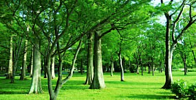 植物・葉の壁紙#13サムネイル