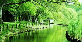 植物・葉の壁紙#14サムネイル