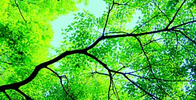 植物・葉の壁紙#15サムネイル