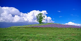 植物・葉の壁紙#16サムネイル
