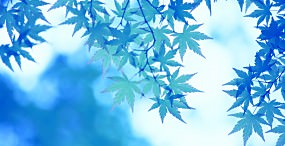 植物・葉の壁紙#18サムネイル