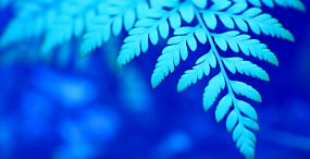 植物・葉の壁紙#19サムネイル