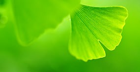 植物・葉の壁紙#28サムネイル