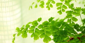 植物・葉の壁紙#38サムネイル