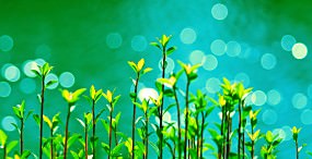 植物・葉の壁紙#40サムネイル