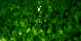 植物・葉の壁紙#50サムネイル