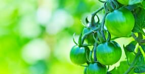 植物・葉の壁紙#58サムネイル