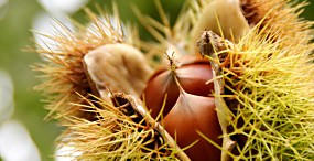 植物・葉の壁紙#68サムネイル