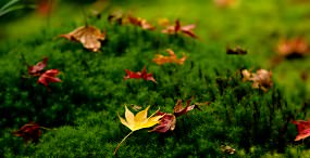 植物・葉の壁紙#72サムネイル