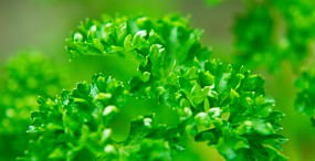 植物・葉の壁紙#73サムネイル